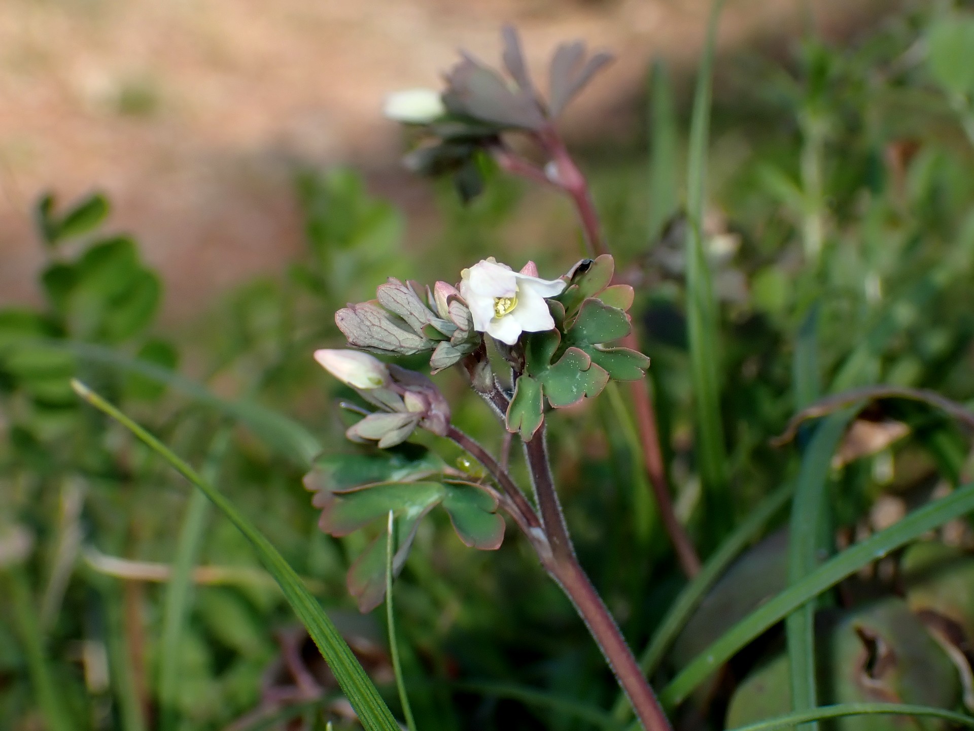 ヒメウズの花の高画質写真です。三輪緑地で、2024年3月13日に撮影したものです。