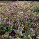 畑一面のホトケノザの高画質写真です。三輪緑地で、2024年3月13日に撮影したものです。