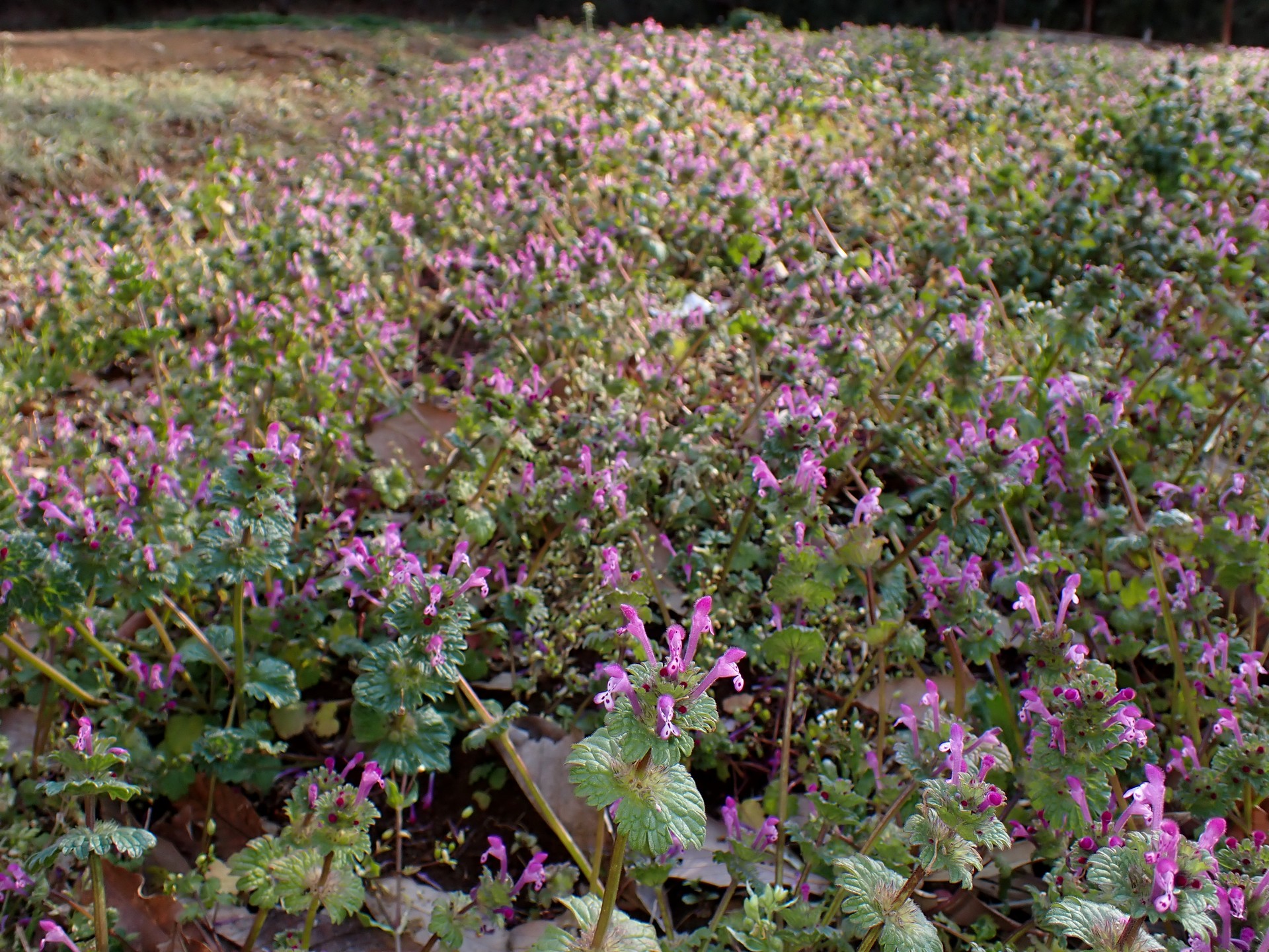 畑一面のホトケノザの高画質写真です。三輪緑地で、2024年3月13日に撮影したものです。
