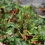 ヒョウタンゴケの高画質写真です。横浜市 青葉区 寺家ふるさと村で、2024年3月8日に撮影したものです。