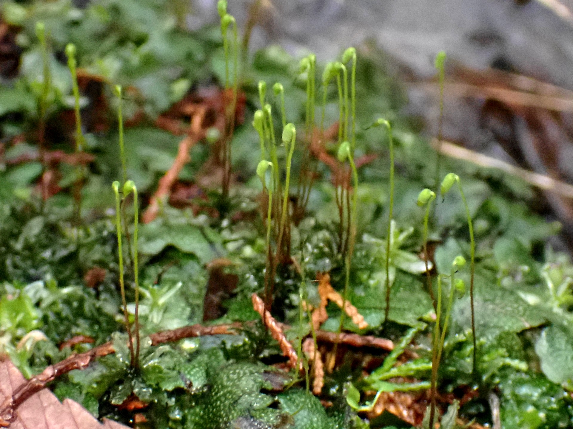 ヒョウタンゴケの高画質写真です。横浜市 青葉区 寺家ふるさと村で、2024年3月8日に撮影したものです。