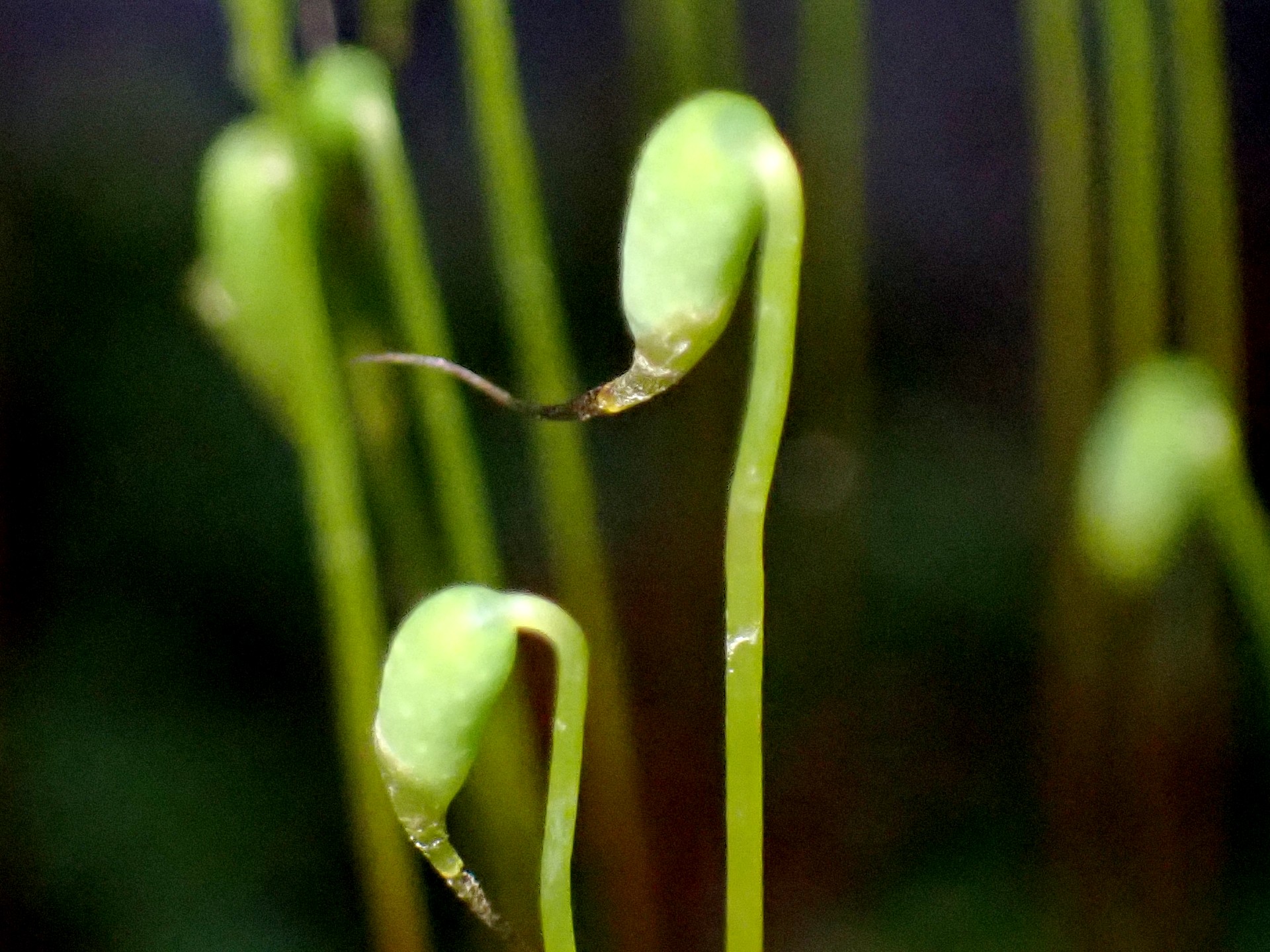 ヒョウタンゴケの拡大写真です。横浜市 青葉区 寺家ふるさと村で、2024年3月8日に撮影したものです。