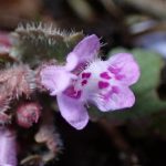 カキドオシの花の高画質写真です。横浜市 青葉区 寺家ふるさと村で、2024年3月7日に撮影したものです。