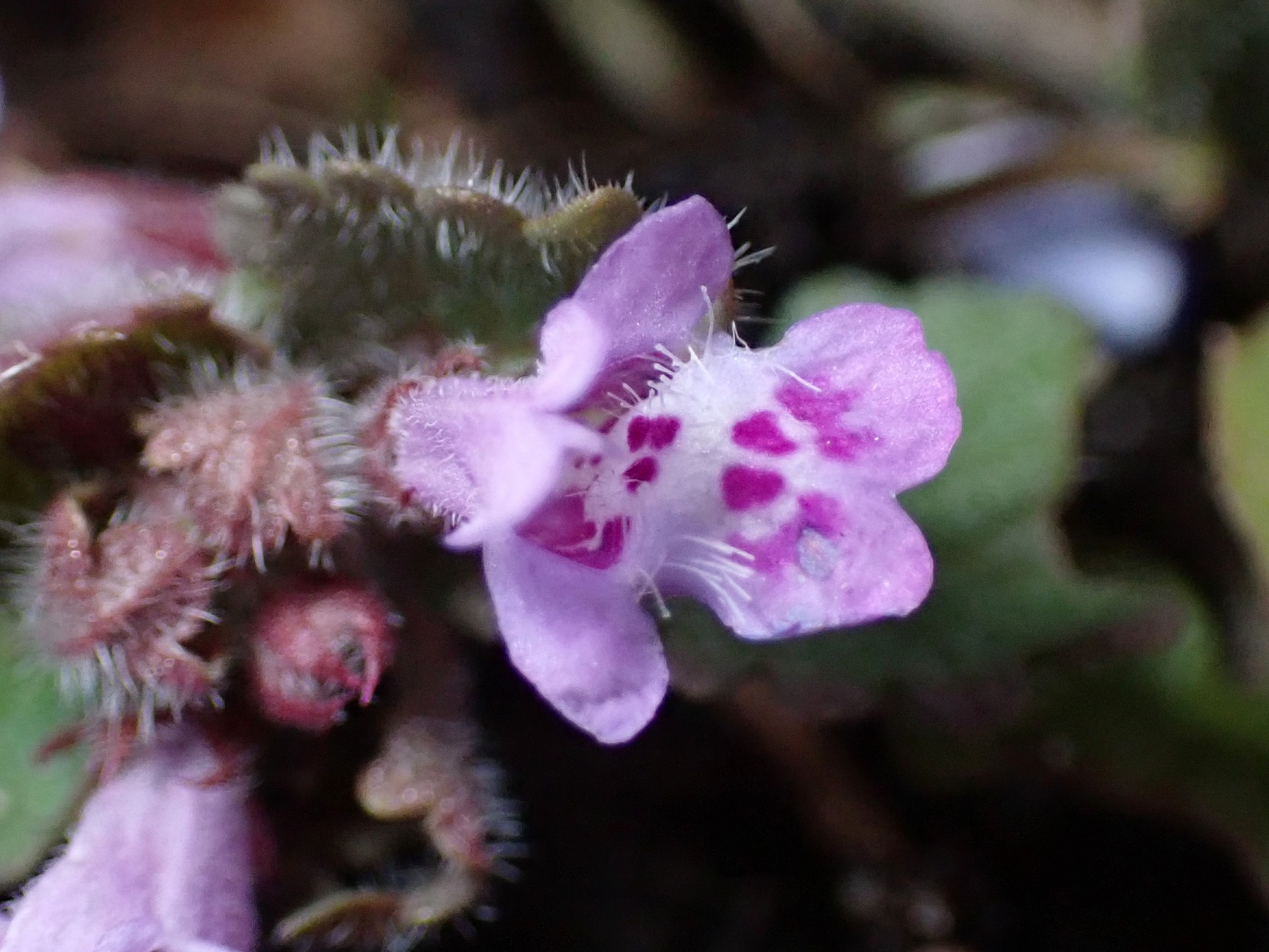 カキドオシの花の高画質写真です。横浜市 青葉区 寺家ふるさと村で、2024年3月7日に撮影したものです。