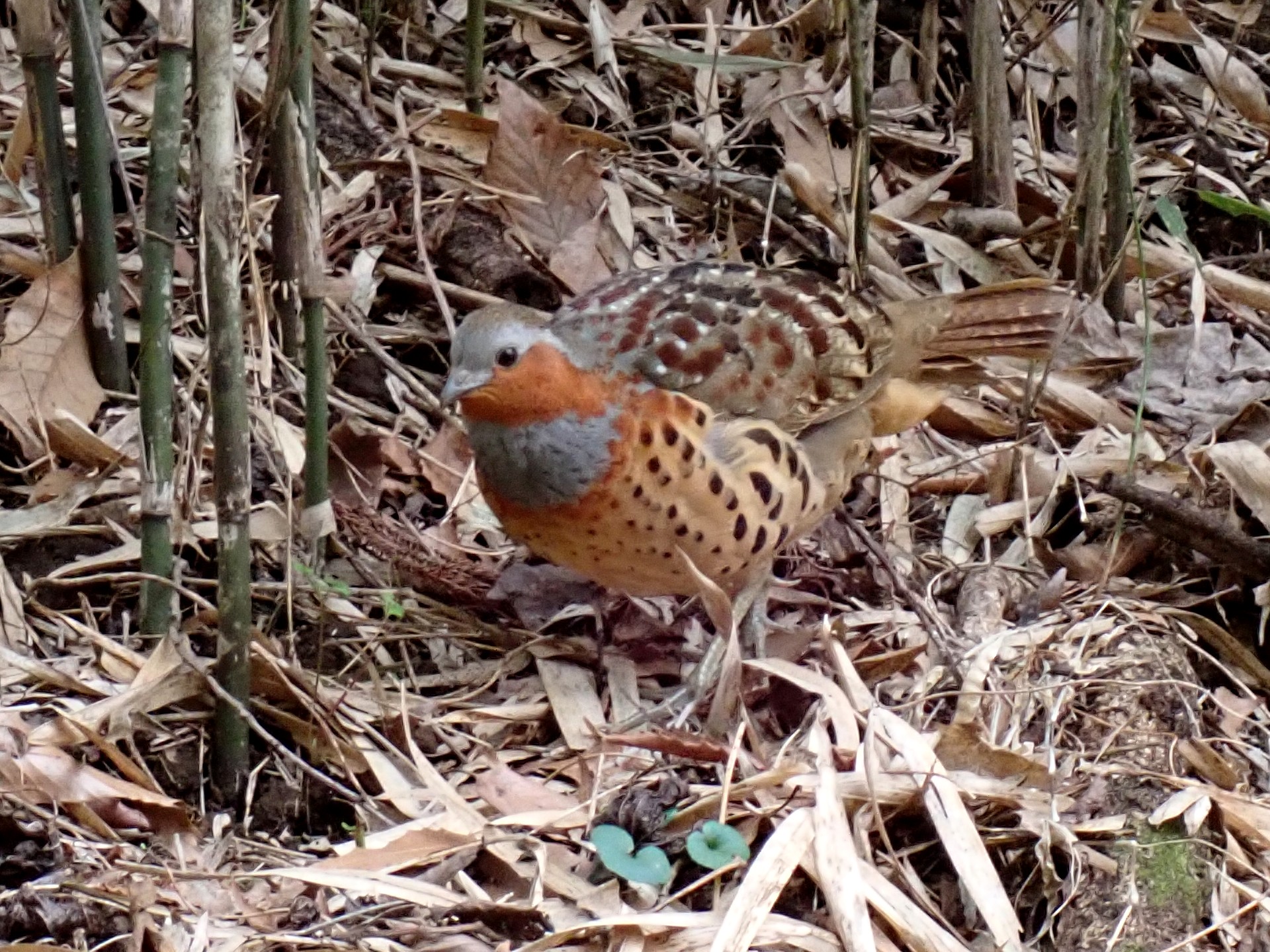 コジュケイの写真です。横浜市 青葉区 寺家ふるさと村で、2024年3月11日に撮影したものです。