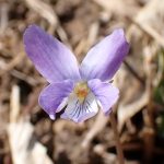 コスミレの花の高画質写真です。横浜市 青葉区 寺家ふるさと村で、2024年3月15日に撮影したものです。