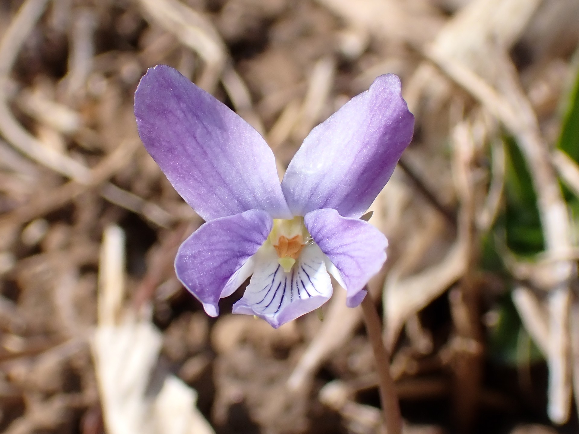 コスミレの花の高画質写真です。横浜市 青葉区 寺家ふるさと村で、2024年3月15日に撮影したものです。