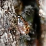 クヌギカメムシの幼虫の高画質写真です。横浜市 青葉区 寺家ふるさと村で、2024年3月1日に撮影したものです。