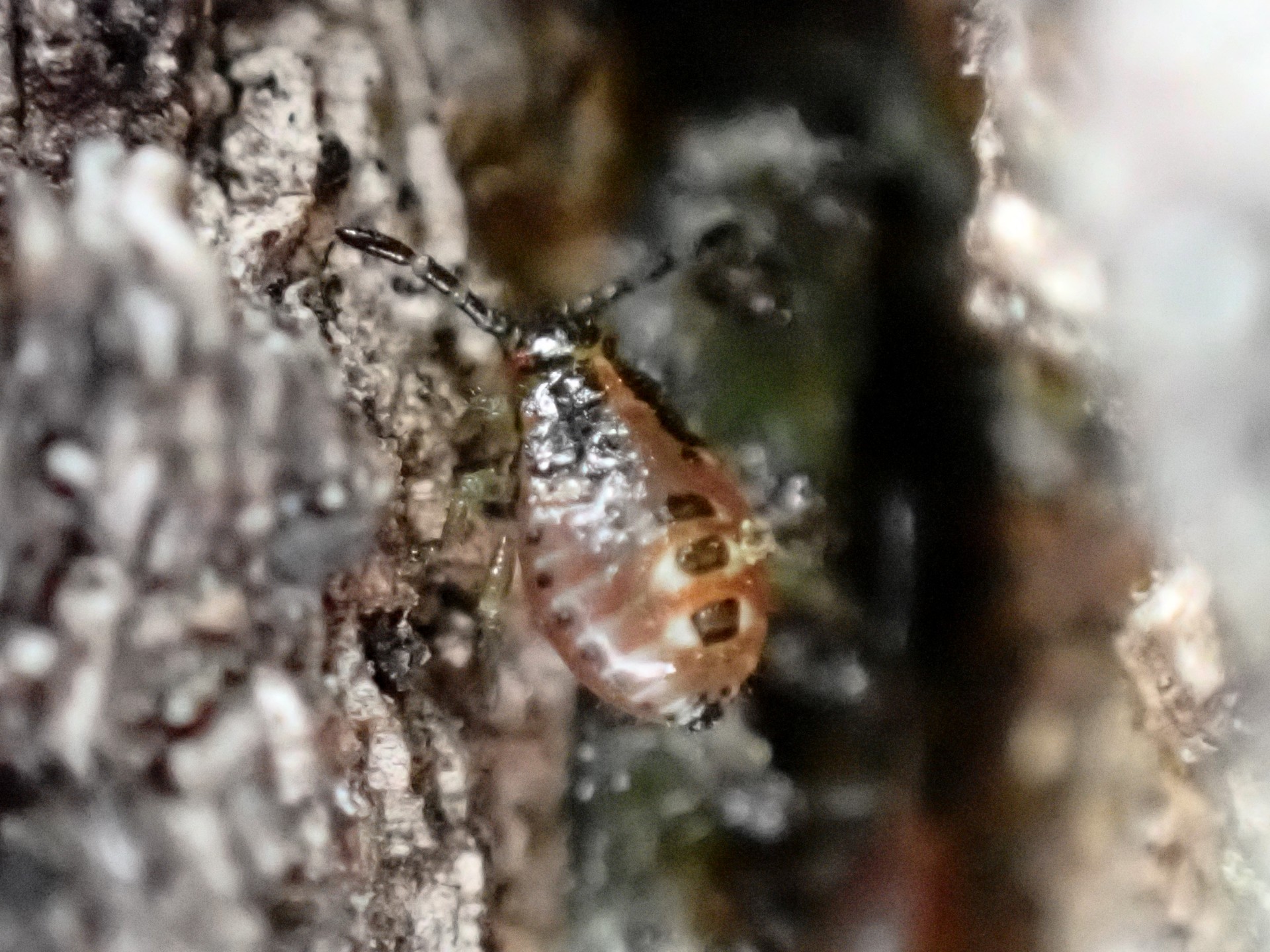 クヌギカメムシの幼虫の高画質写真です。横浜市 青葉区 寺家ふるさと村で、2024年3月1日に撮影したものです。