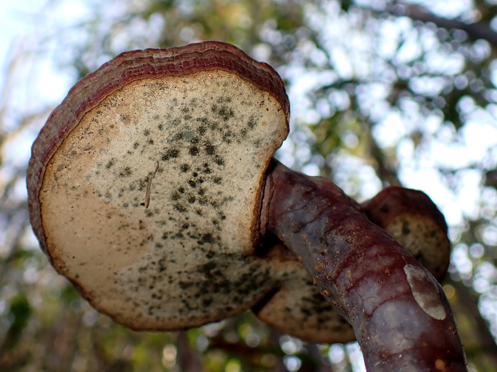 傘が二つあるマンネンタケを下から見た高画質写真です。横浜市 青葉区 寺家ふるさと村で、2024年3月4日に撮影したものです。