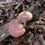 傘が二つあるマンネンタケの高画質写真です。横浜市 青葉区 寺家ふるさと村で、2024年3月4日に撮影したものです。