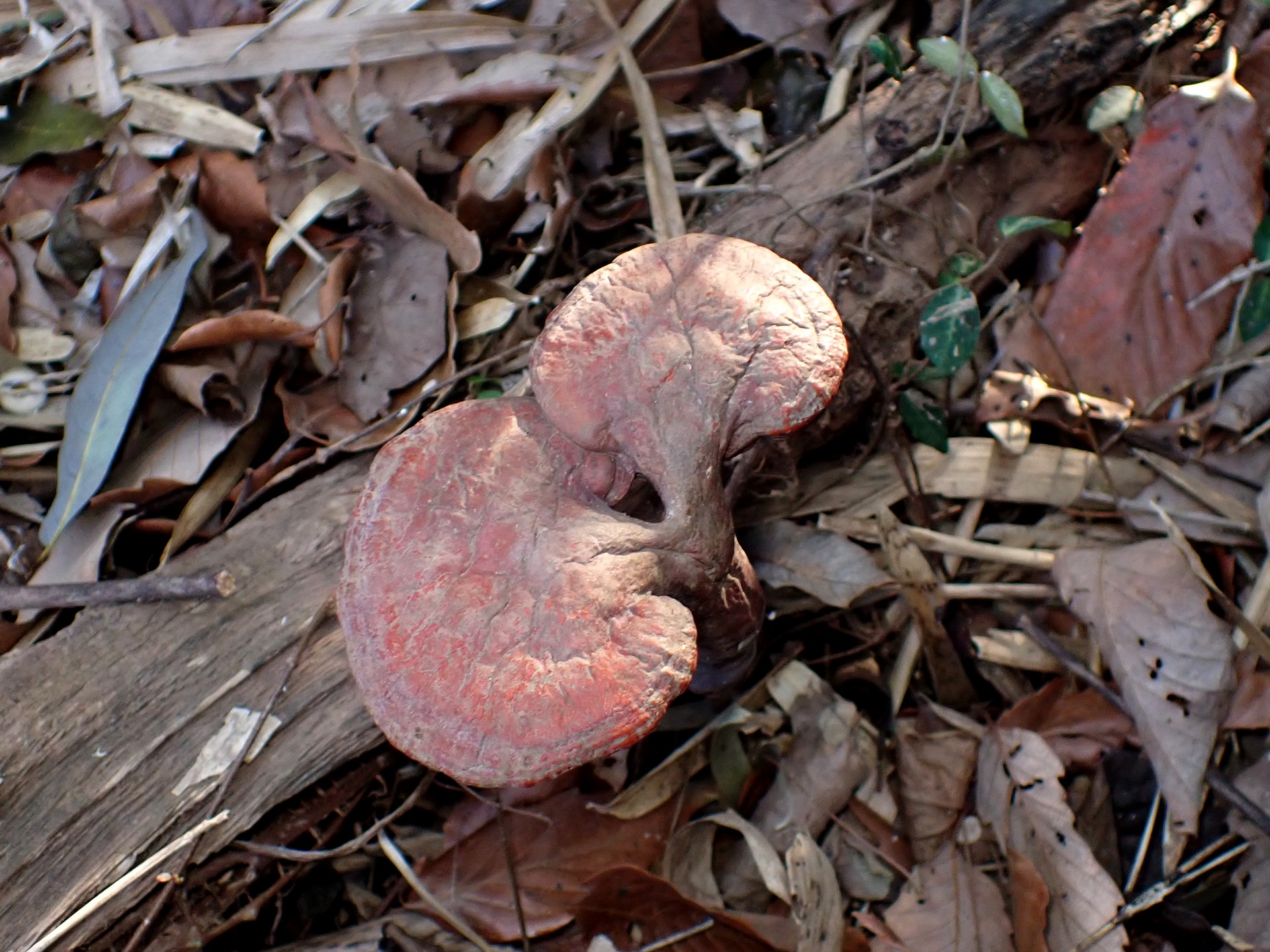 傘が二つあるマンネンタケの高画質写真です。横浜市 青葉区 寺家ふるさと村で、2024年3月4日に撮影したものです。