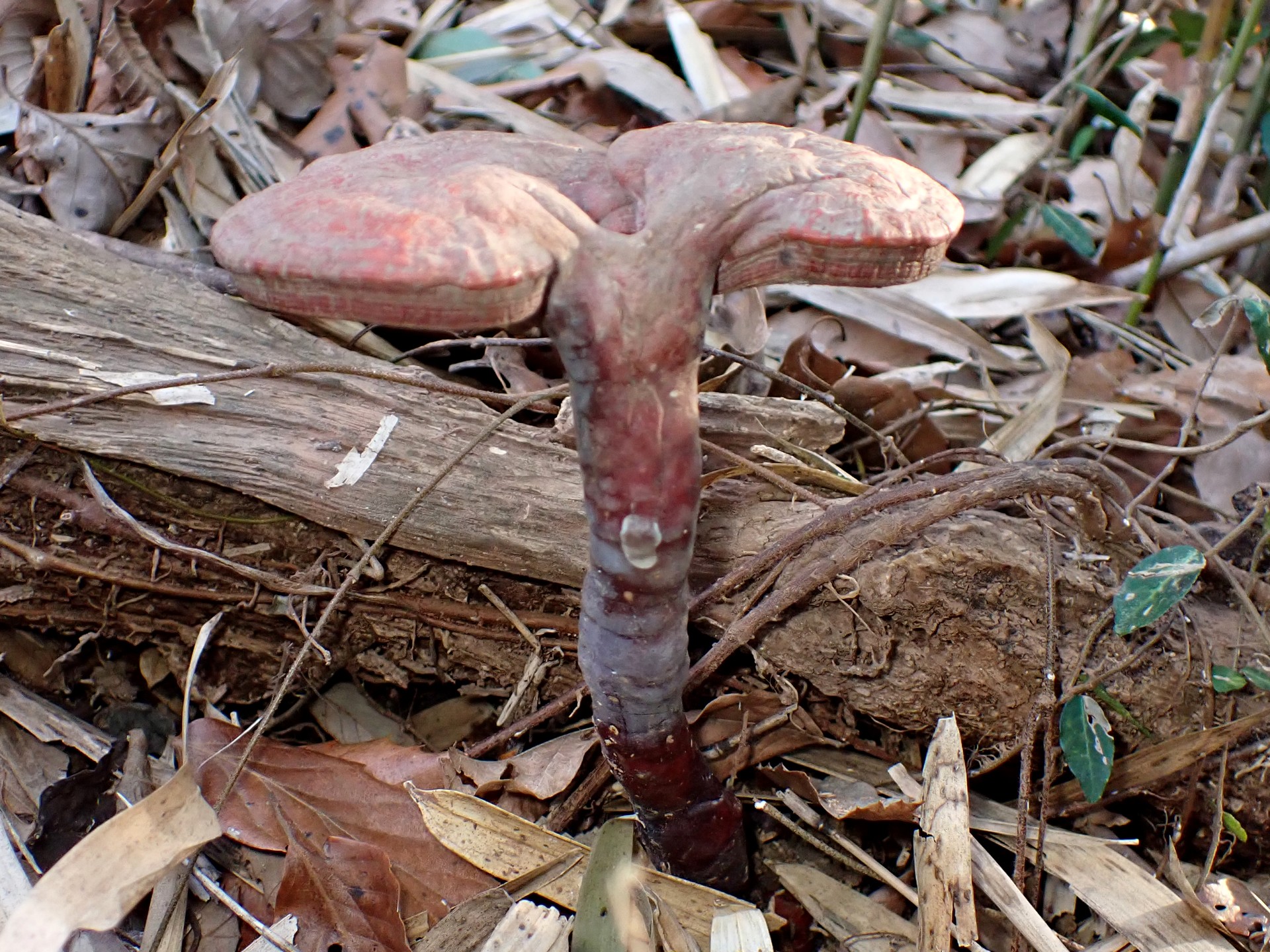 傘が二つあるマンネンタケを横から見た高画質写真です。横浜市 青葉区 寺家ふるさと村で、2024年3月4日に撮影したものです。