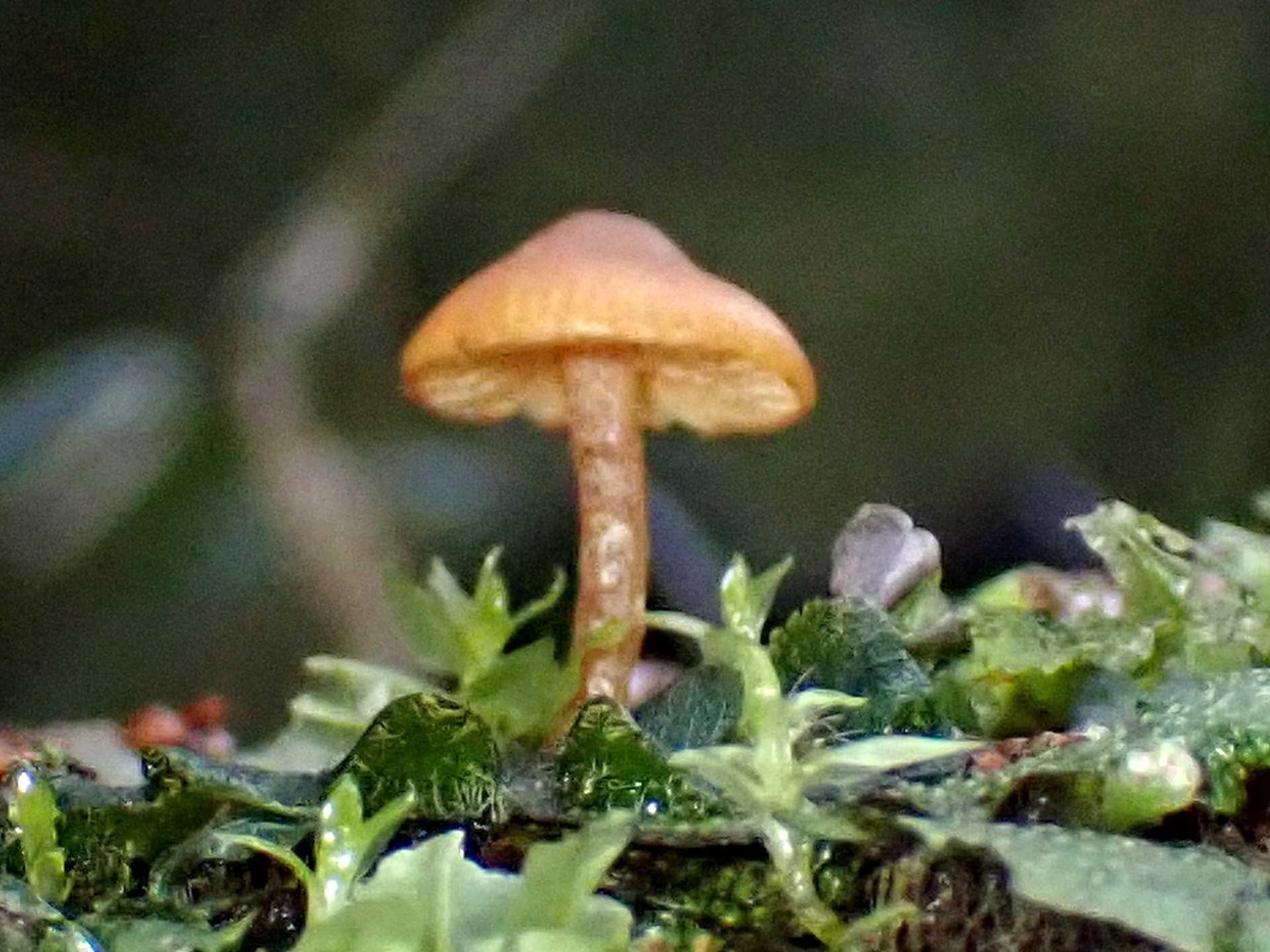 ミズゴケタケの仲間のカサの裏のヒダが僅かに写っている写真です。横浜市 青葉区 寺家ふるさと村で、2024年3月8日に撮影したものです。