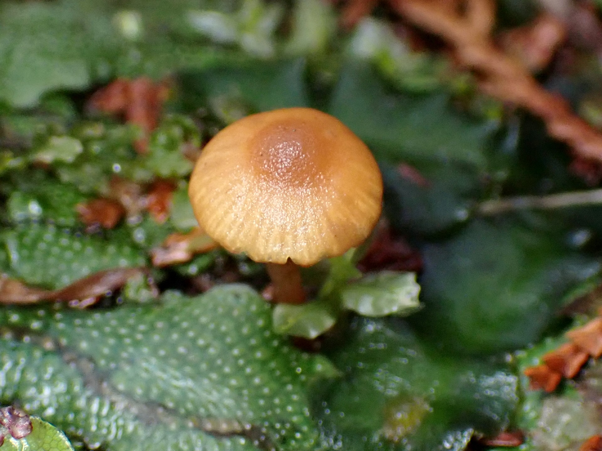 ミズゴケタケの仲間の高画質写真です。横浜市 青葉区 寺家ふるさと村で、2024年3月8日に撮影したものです。