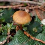 ミズゴケタケの仲間の高画質写真です。横浜市 青葉区 寺家ふるさと村で、2024年3月11日に撮影したものです。