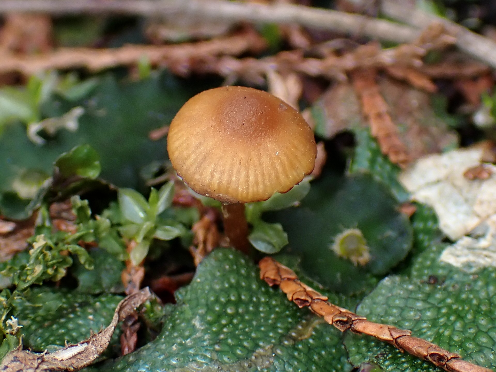 ミズゴケタケの仲間の高画質写真です。横浜市 青葉区 寺家ふるさと村で、2024年3月11日に撮影したものです。