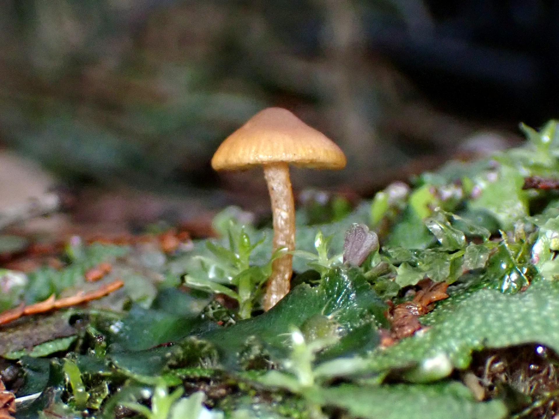 ミズゴケタケの仲間の横方向の高画質写真です。横浜市 青葉区 寺家ふるさと村で、2024年3月8日に撮影したものです。