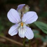 ナガバノスミレサイシンの花の高画質写真です。横浜市 青葉区 寺家ふるさと村で、2024年3月31日に撮影したものです。