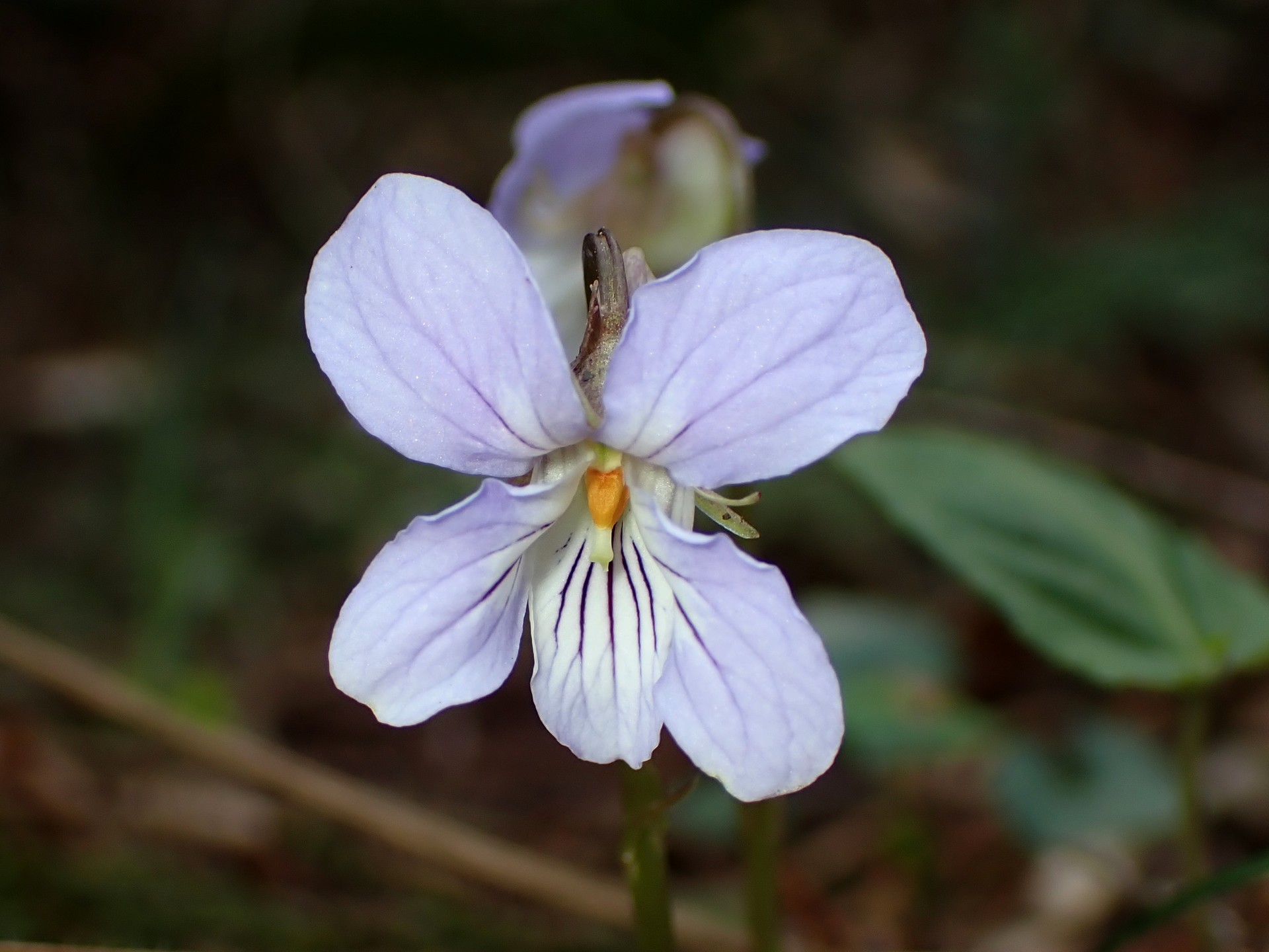 ナガバノスミレサイシンの花の高画質写真です。横浜市 青葉区 寺家ふるさと村で、2024年3月31日に撮影したものです。