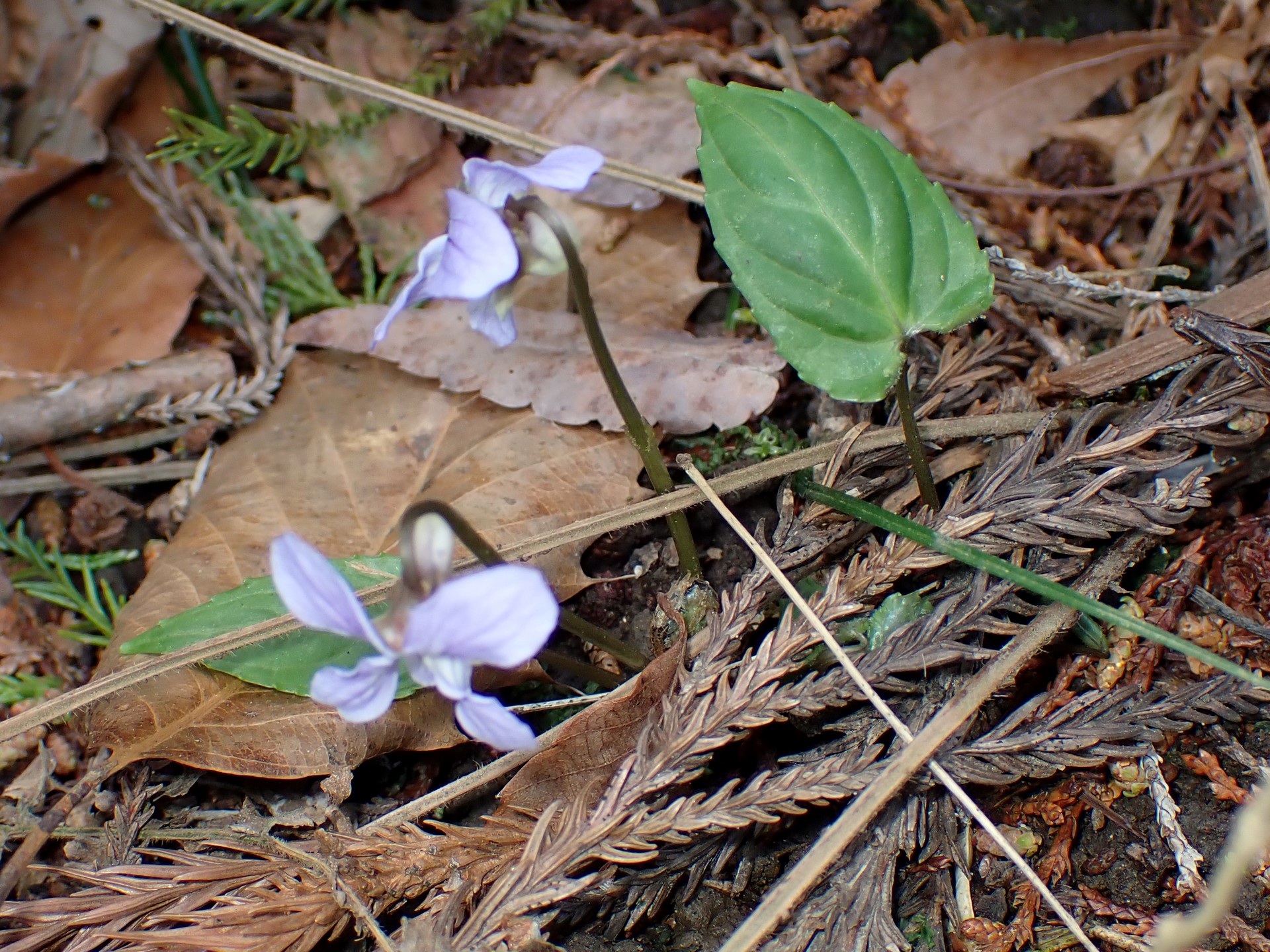ナガバノスミレサイシンの葉の高画質写真です。横浜市 青葉区 寺家ふるさと村で、2024年3月31日に撮影したものです。