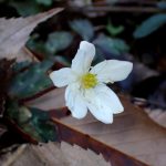 ニリンソウの花の高画質写真です。三輪緑地で、2024年3月13日に撮影したものです。