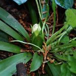 ショウジョウバカマのつぼみの高画質写真です。 横浜市 青葉区 寺家ふるさと村で、2024年3月1日に撮影したものです。