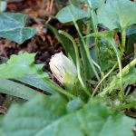 ショウジョウバカマのつぼみの高画質写真です。 横浜市 青葉区 寺家ふるさと村で、2024年3月4日に撮影したものです。