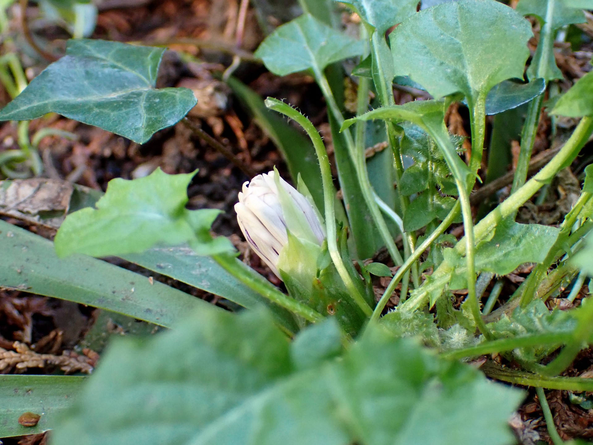 ショウジョウバカマのつぼみの高画質写真です。 横浜市 青葉区 寺家ふるさと村で、2024年3月4日に撮影したものです。