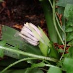 ショウジョウバカマのつぼみの高画質写真です。 横浜市 青葉区 寺家ふるさと村で、2024年3月6日に撮影したものです。