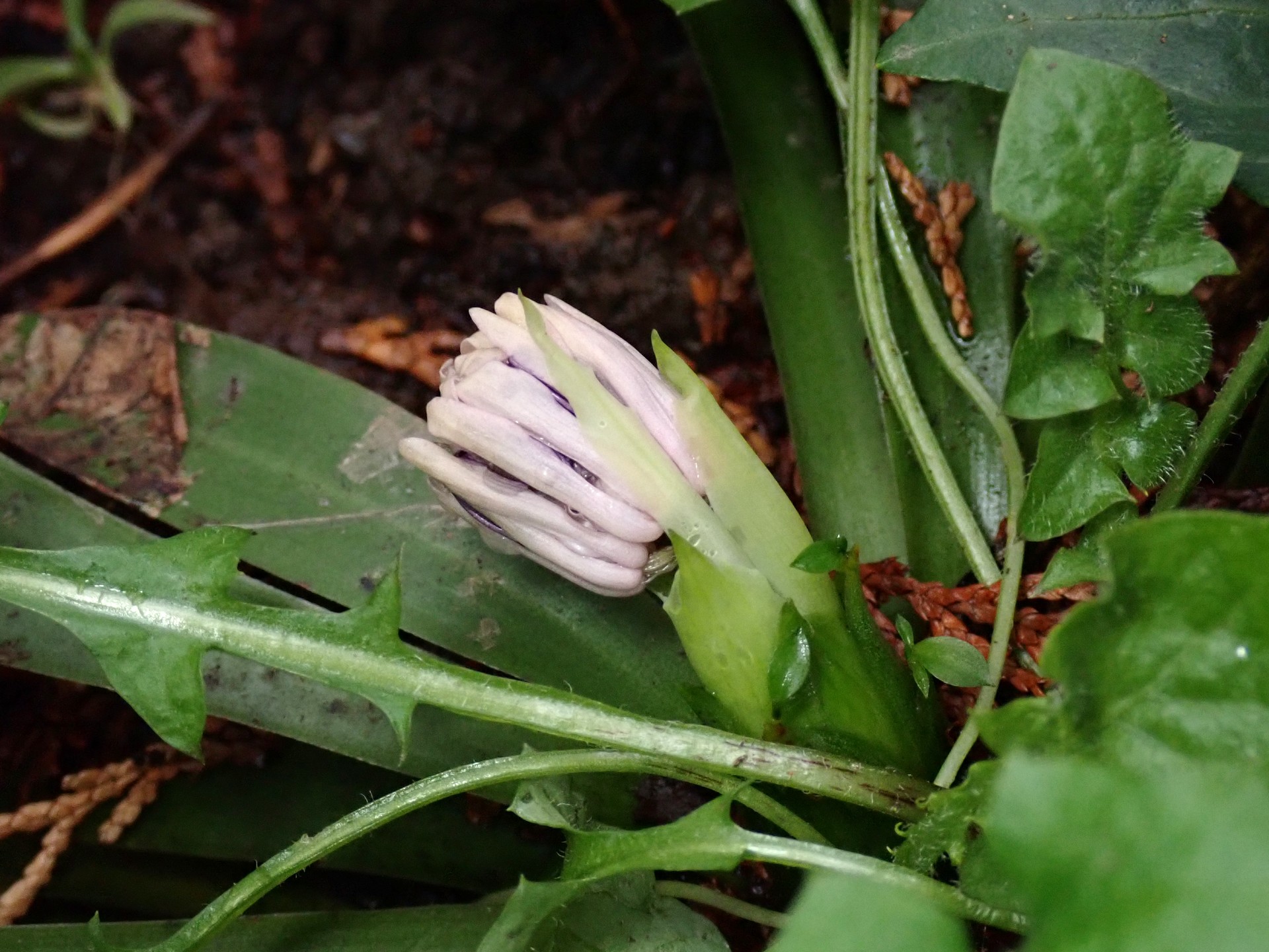 ショウジョウバカマのつぼみの高画質写真です。 横浜市 青葉区 寺家ふるさと村で、2024年3月6日に撮影したものです。