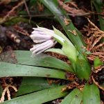 ショウジョウバカマのつぼみの高画質写真です。 横浜市 青葉区 寺家ふるさと村で、2024年3月8日に撮影したものです。