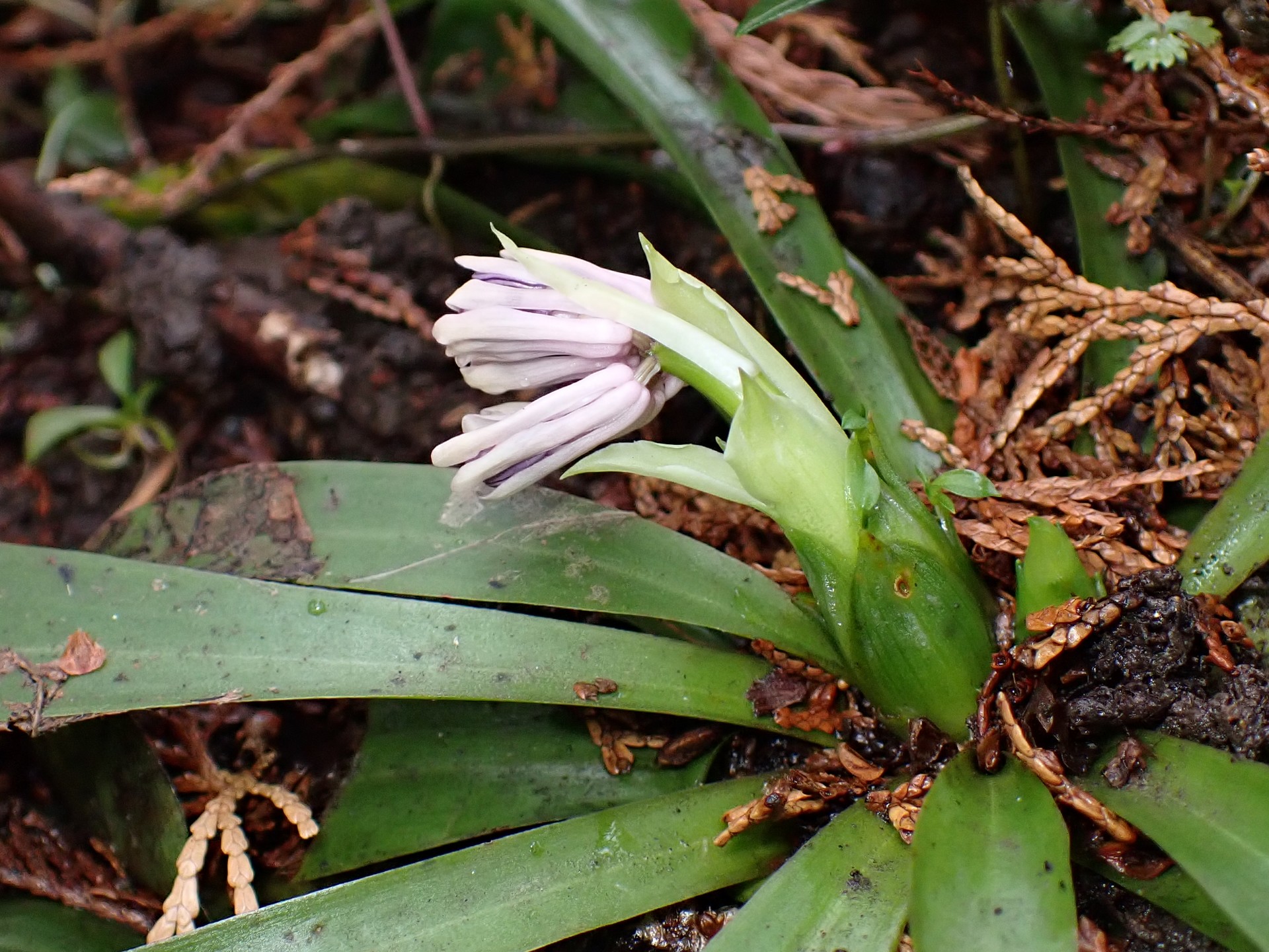 ショウジョウバカマのつぼみの高画質写真です。 横浜市 青葉区 寺家ふるさと村で、2024年3月8日に撮影したものです。