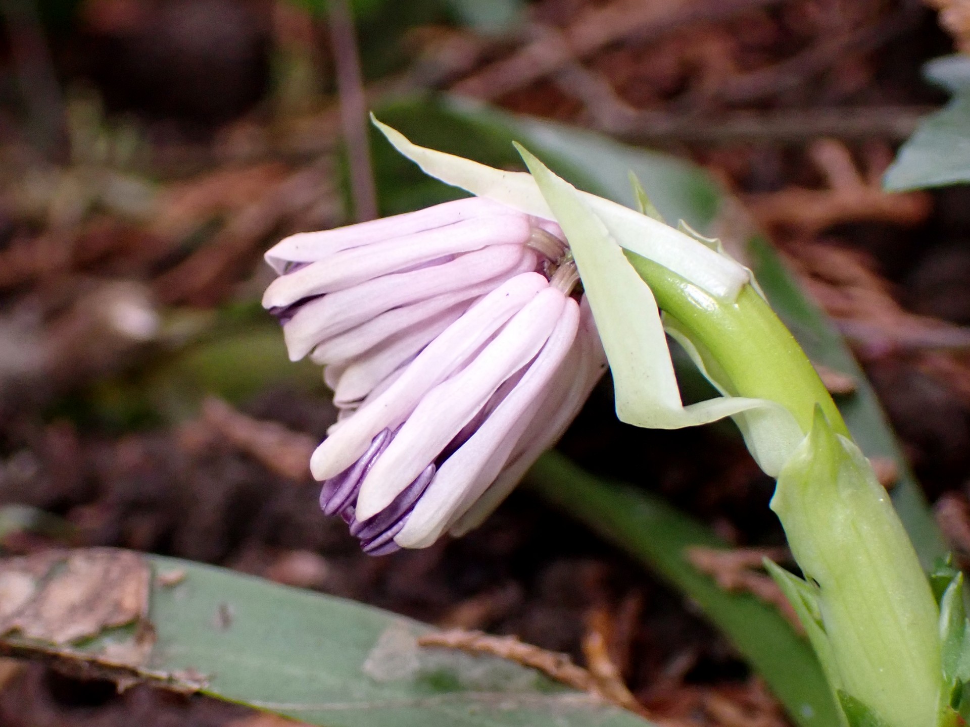 ショウジョウバカマのつぼみの高画質写真です。 横浜市 青葉区 寺家ふるさと村で、2024年3月11日に撮影したものです。