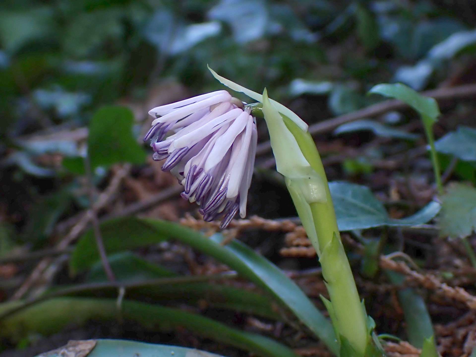 ショウジョウバカマのつぼみの高画質写真です。 横浜市 青葉区 寺家ふるさと村で、2024年3月13日に撮影したものです。