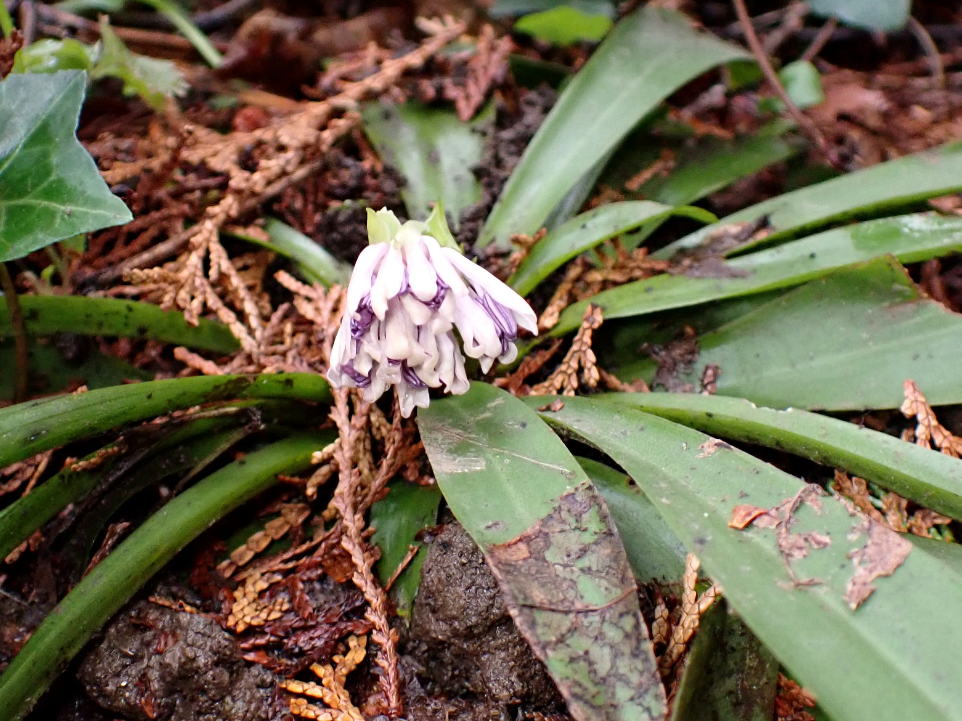 ショウジョウバカマのつぼみの高画質写真です。 横浜市 青葉区 寺家ふるさと村で、2024年3月8日に撮影したものです。