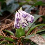 ショウジョウバカマのつぼみの高画質写真です。 横浜市 青葉区 寺家ふるさと村で、2024年3月11日に撮影したものです。