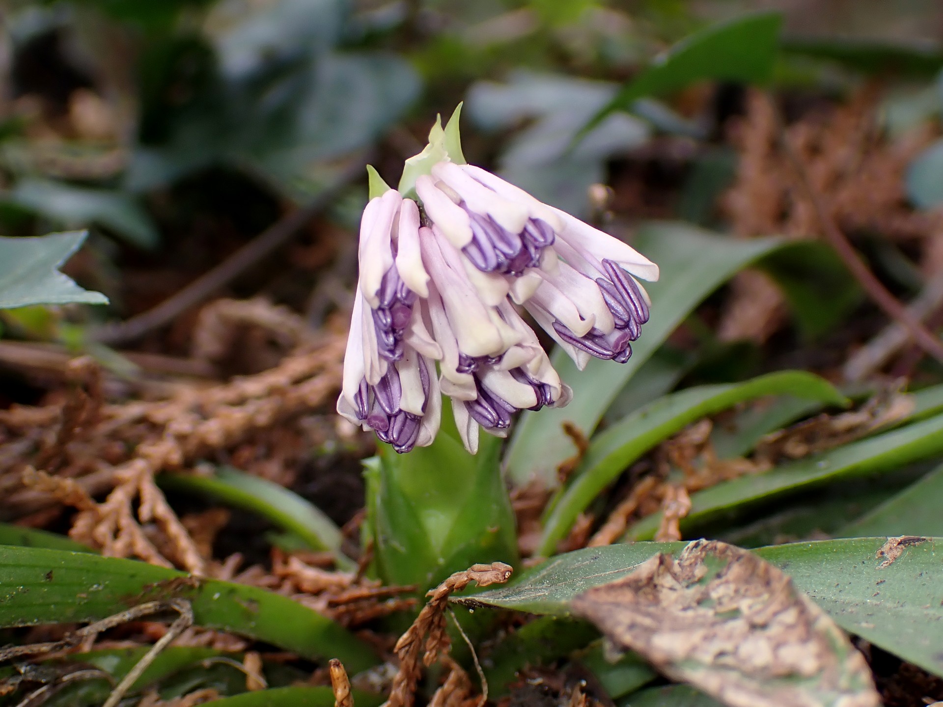 ショウジョウバカマのつぼみの高画質写真です。 横浜市 青葉区 寺家ふるさと村で、2024年3月11日に撮影したものです。