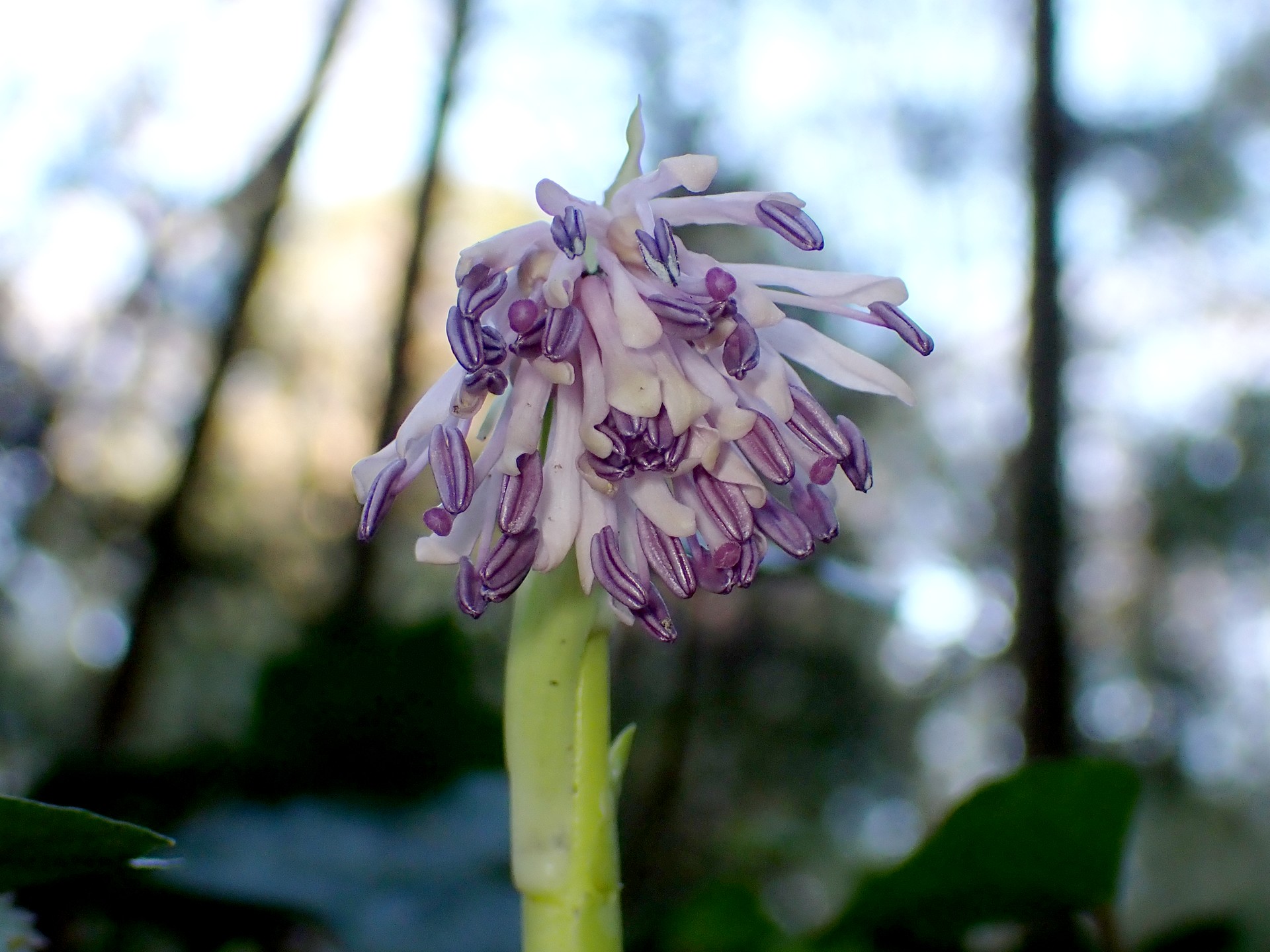 ショウジョウバカマのつぼみの高画質写真です。 横浜市 青葉区 寺家ふるさと村で、2024年3月13日に撮影したものです。