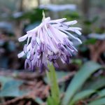 ショウジョウバカマの花の高画質写真です。 横浜市 青葉区 寺家ふるさと村で、2024年3月14日に撮影したものです。