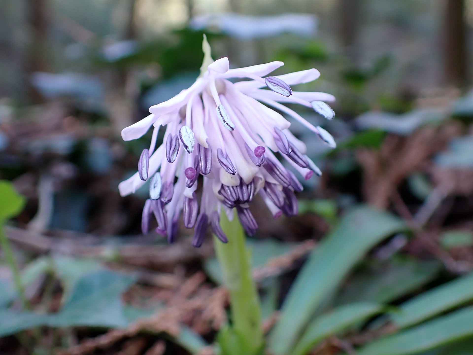 ショウジョウバカマの花の高画質写真です。 横浜市 青葉区 寺家ふるさと村で、2024年3月14日に撮影したものです。