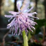 ショウジョウバカマの花の高画質写真です。 横浜市 青葉区 寺家ふるさと村で、2024年3月15日に撮影したものです。