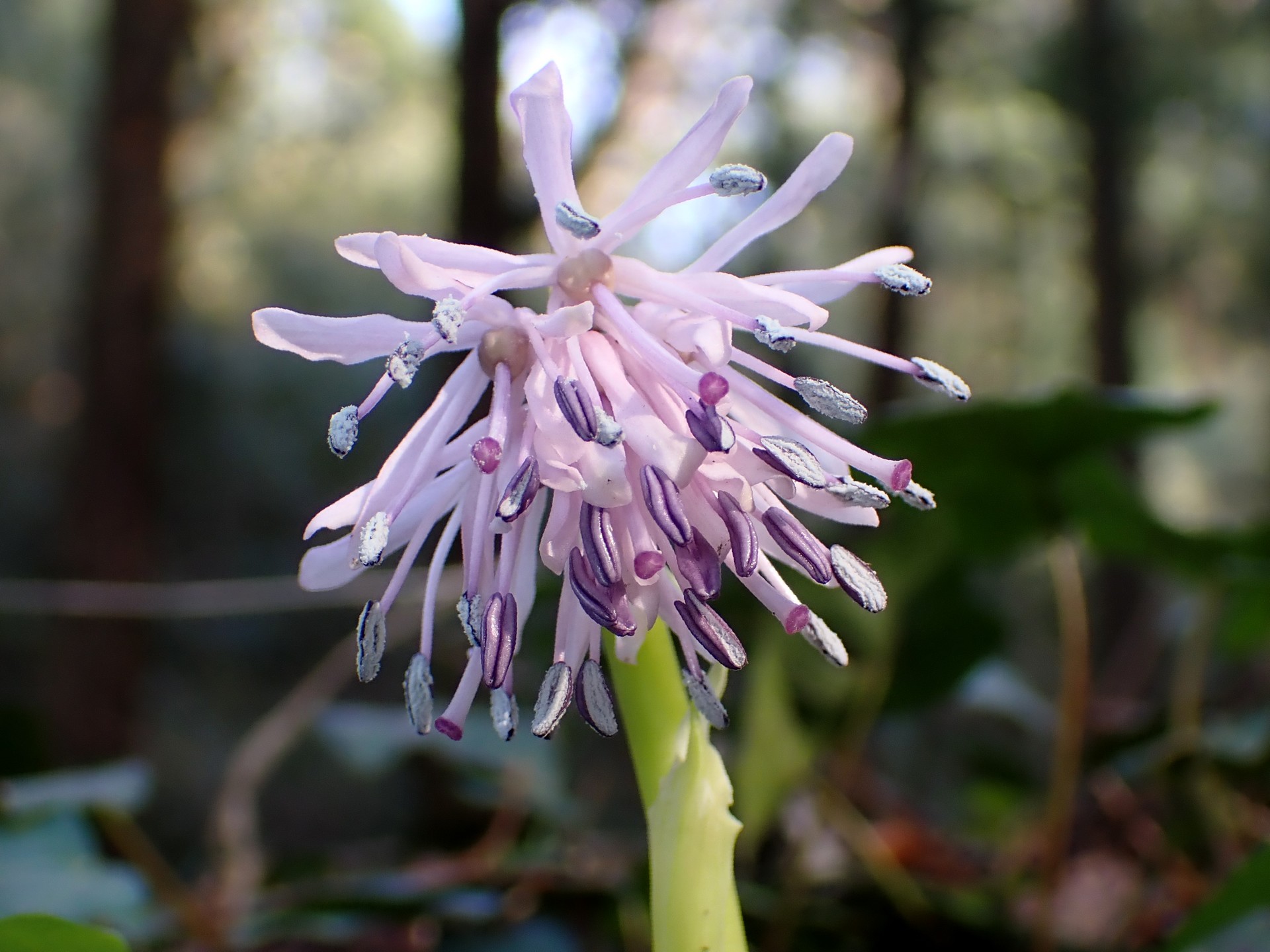 ショウジョウバカマの花の高画質写真です。 横浜市 青葉区 寺家ふるさと村で、2024年3月15日に撮影したものです。