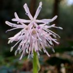 ショウジョウバカマの花の高画質写真です。 横浜市 青葉区 寺家ふるさと村で、2024年3月17日に撮影したものです。