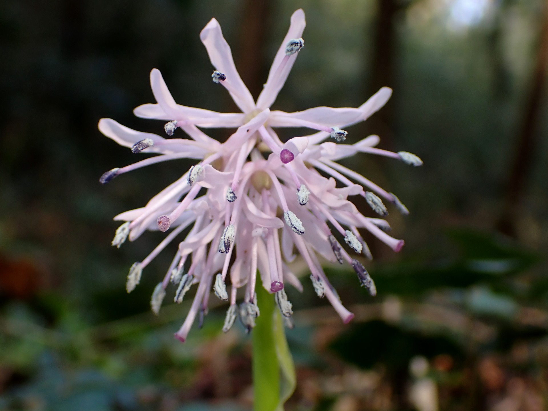 ショウジョウバカマの花の高画質写真です。 横浜市 青葉区 寺家ふるさと村で、2024年3月17日に撮影したものです。