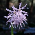 ショウジョウバカマの花の高画質写真です。 横浜市 青葉区 寺家ふるさと村で、2024年3月21日に撮影したものです。