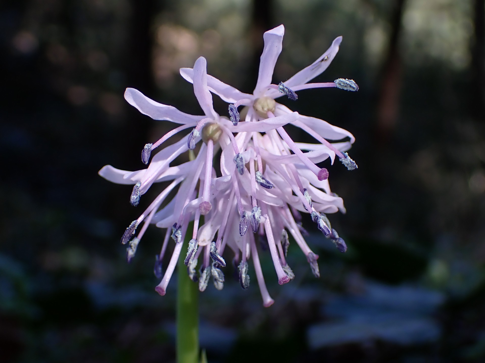 ショウジョウバカマの花の高画質写真です。 横浜市 青葉区 寺家ふるさと村で、2024年3月21日に撮影したものです。