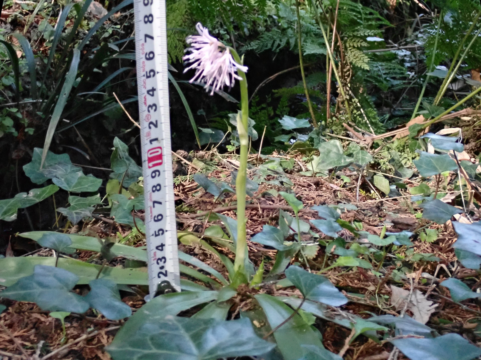 ショウジョウバカマの茎の高さ測定中の写真です。 横浜市 青葉区 寺家ふるさと村で、2024年3月21日に撮影したものです。