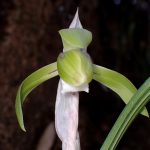 シュンランの花の開く直前の高画質写真です。横浜市 青葉区 寺家ふるさと村で、2024年3月19日に撮影したものです。