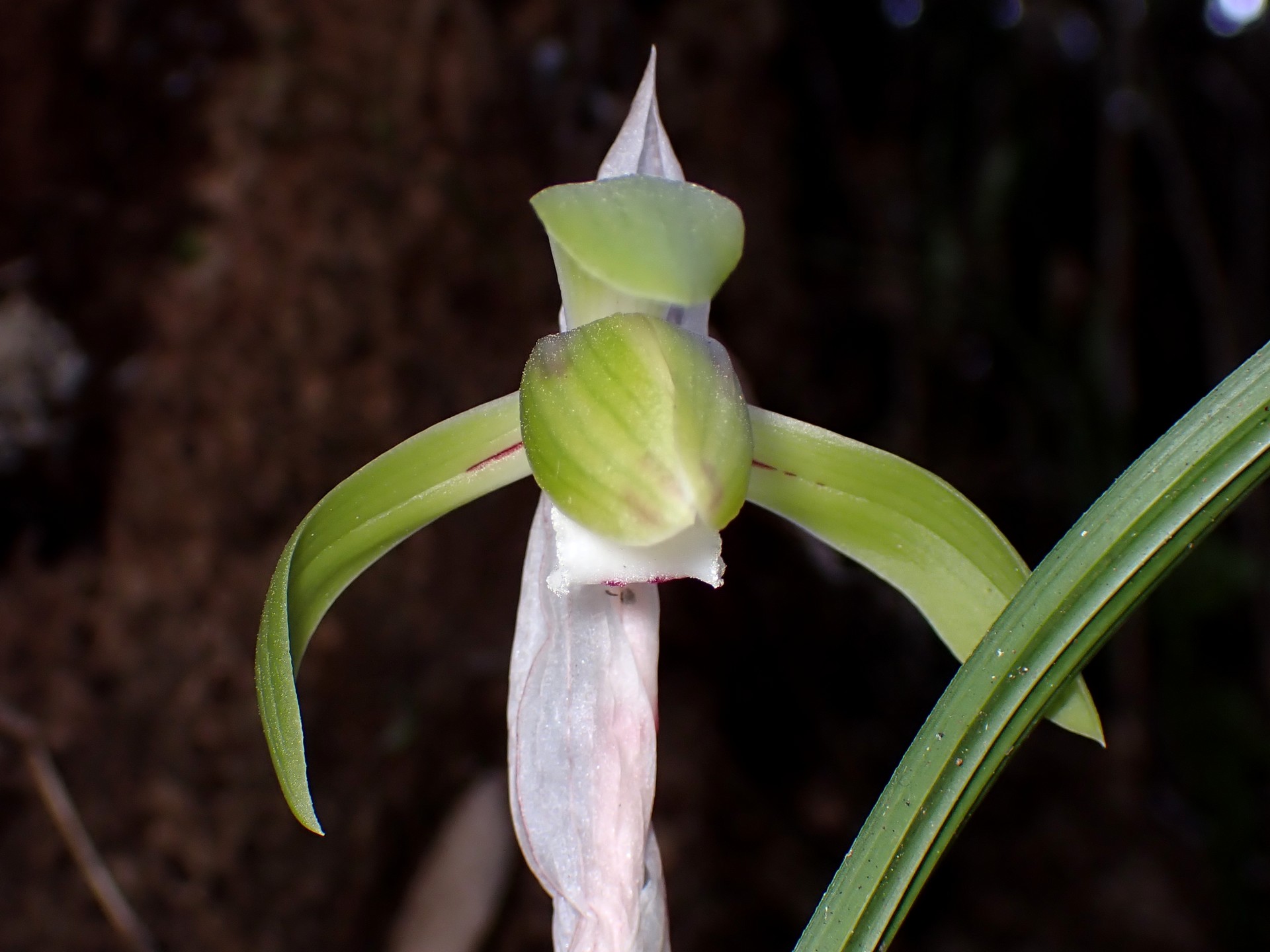 シュンランの花の開く直前の高画質写真です。横浜市 青葉区 寺家ふるさと村で、2024年3月19日に撮影したものです。